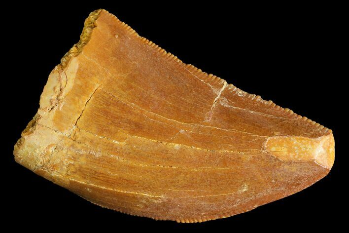 Serrated, Juvenile Carcharodontosaurus Tooth #183501